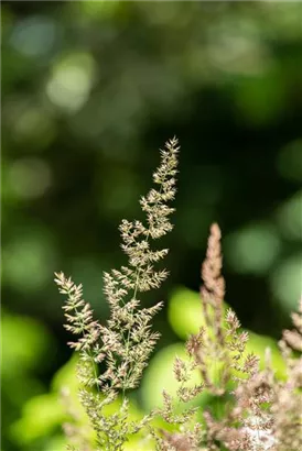 Blaugraues Schillergras - Koeleria glauca