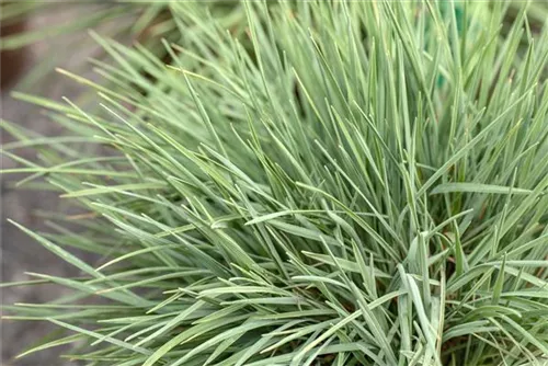 Blaugraues Schillergras - Koeleria glauca