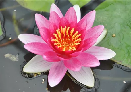 Nymphaea x cult.'Attraction' - Garten-Seerose