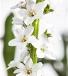 Schnee-Felberich - Lysimachia clethroides