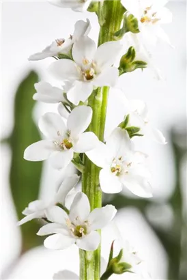 Schnee-Felberich - Lysimachia clethroides