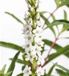 Schnee-Felberich - Lysimachia clethroides