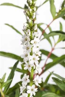 Schnee-Felberich - Lysimachia clethroides