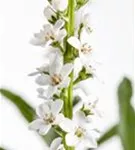 Schnee-Felberich - Lysimachia clethroides