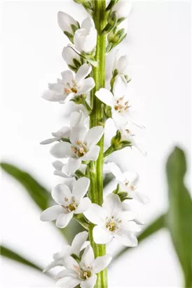 Schnee-Felberich - Lysimachia clethroides