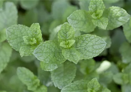 Mentha spicata - Ährige Minze