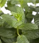 Ährige Minze - Mentha spicata