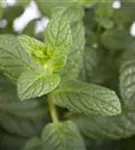 Ährige Minze - Mentha spicata