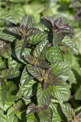 Ährige Minze - Mentha spicata