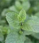 Ährige Minze - Mentha spicata