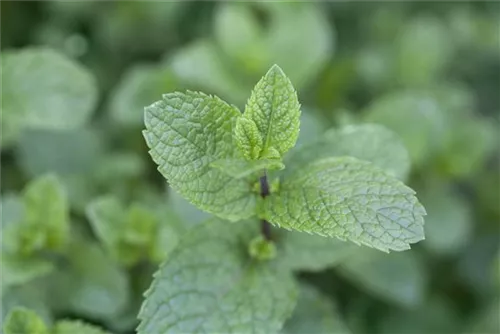 Ährige Minze - Mentha spicata