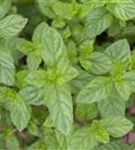 Ährige Minze - Mentha spicata