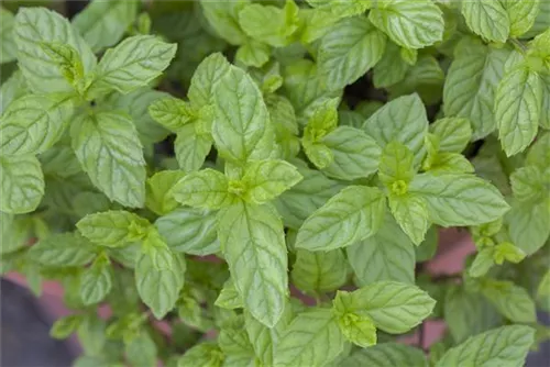 Ährige Minze - Mentha spicata