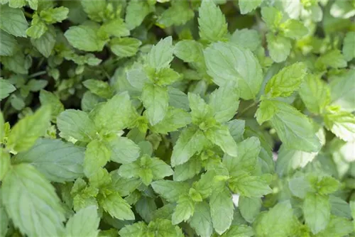 Ährige Minze - Mentha spicata