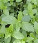 Ährige Minze - Mentha spicata