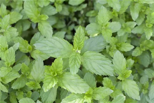 Ährige Minze - Mentha spicata