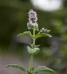 Ährige Minze - Mentha spicata