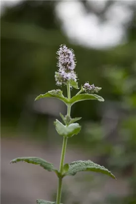 Ährige Minze - Mentha spicata