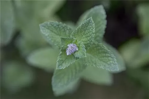 Ährige Minze - Mentha spicata