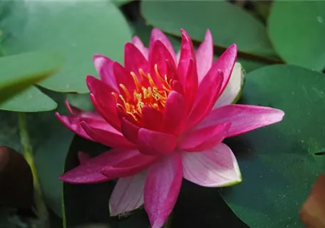 Nymphaea x cult.'Froebeli' - Garten-Seerose