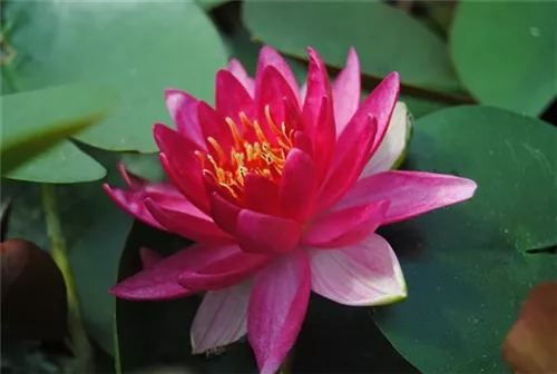 Garten-Seerose - Nymphaea x cult.'Froebeli'