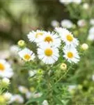 Garten-Raublatt-Aster - Aster novae-angliae 'Herbstschnee'