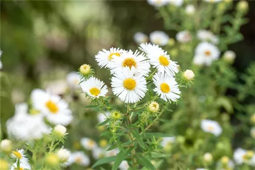 Garten-Raublatt-Aster - Aster novae-angliae 'Herbstschnee'