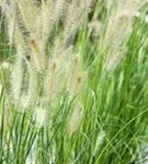 Garten-Federborstengras - Pennisetum alopecuroides 'Little Bunny'