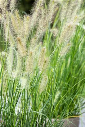 Garten-Federborstengras - Pennisetum alopecuroides 'Little Bunny'