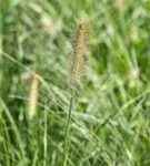 Garten-Federborstengras - Pennisetum alopecuroides 'Little Bunny'