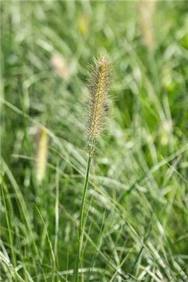 Garten-Federborstengras - Pennisetum alopecuroides 'Little Bunny'