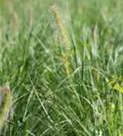 Garten-Federborstengras - Pennisetum alopecuroides 'Little Bunny'