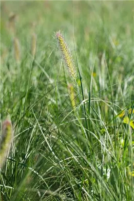 Garten-Federborstengras - Pennisetum alopecuroides 'Little Bunny'