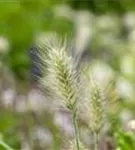 Garten-Federborstengras - Pennisetum alopecuroides 'Little Bunny'