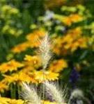 Garten-Federborstengras - Pennisetum alopecuroides 'Little Bunny'