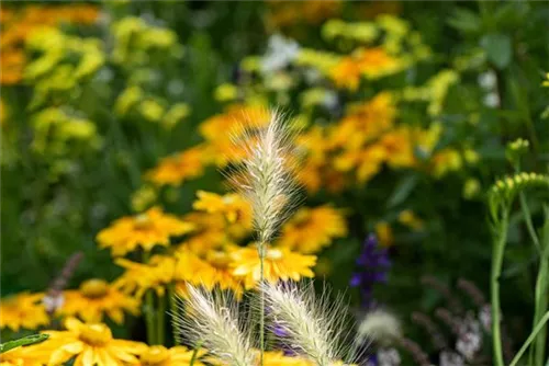 Garten-Federborstengras - Pennisetum alopecuroides 'Little Bunny'