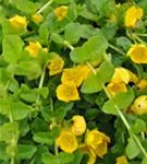 Pfennigkraut - Lysimachia nummularia