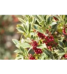 Gelbbunte Stechpalme 'Aurea Marginata' - Ilex aquif.'Aurea Marginata'