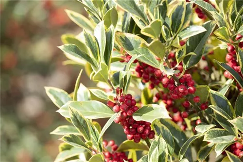 Gelbbunte Stechpalme 'Aurea Marginata' - Ilex aquif.'Aurea Marginata'