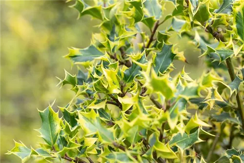 Gelbbunte Stechpalme 'Aurea Marginata' - Ilex aquif.'Aurea Marginata'