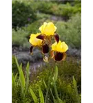 Hohe Garten-Schwertlilie - Iris x barb.-elat.'Ola Kala'