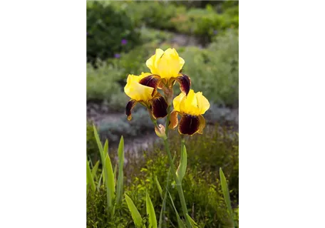 Iris x barb.-elat.'Ola Kala' - Hohe Garten-Schwertlilie