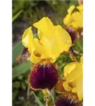 Hohe Garten-Schwertlilie - Iris x barb.-elat.'Ola Kala'