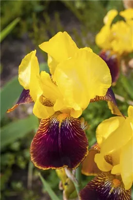 Hohe Garten-Schwertlilie - Iris x barb.-elat.'Ola Kala'