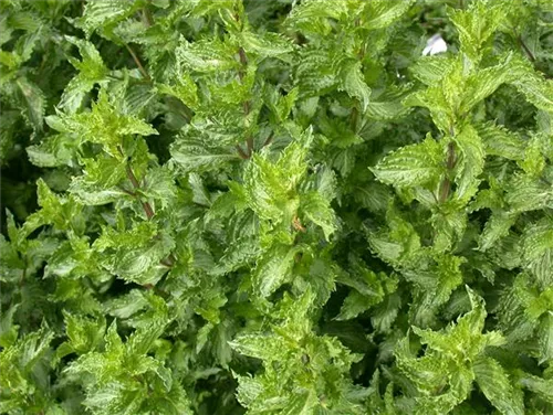 Krause Garten-Minze - Mentha spicata 'Crispa'