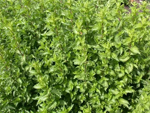 Krause Garten-Minze - Mentha spicata 'Crispa'