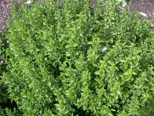 Krause Garten-Minze - Mentha spicata 'Crispa'