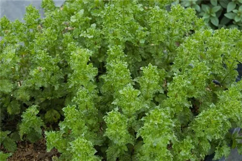 Krause Garten-Minze - Mentha spicata 'Crispa'