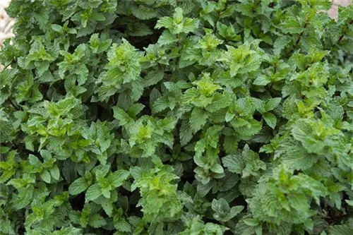 Krause Garten-Minze - Mentha spicata 'Crispa'