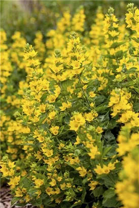 Gepunkteter Gilbweiderich - Lysimachia punctata